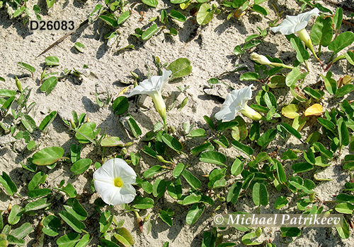 Beach Morning-glory (Ipomoea imperati)